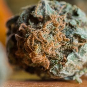 the best strains to buy in Canada