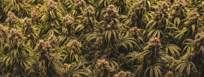 How Long Does It Take To Grow Marijuana