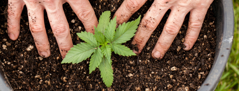 Should I Grow Marijuana Indoors or Outdoors