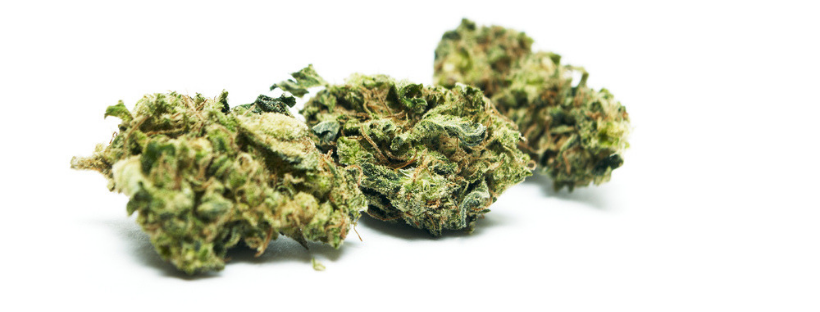 Alternative Strains to Violator Kush