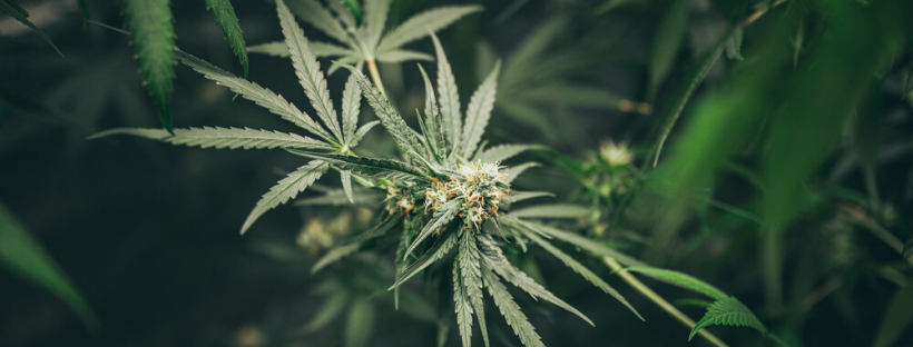 Growing Cannabis Sativa
