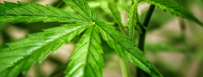 About Synthetic Cannabinoids