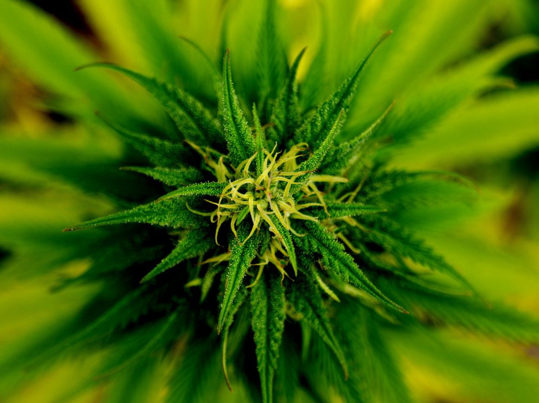 Green Society