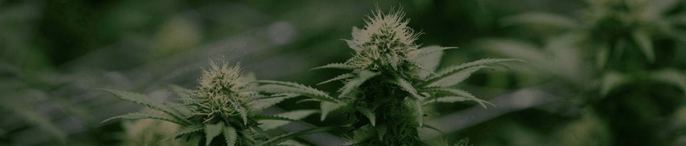 Green Society