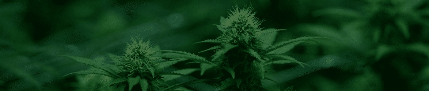 Green Society