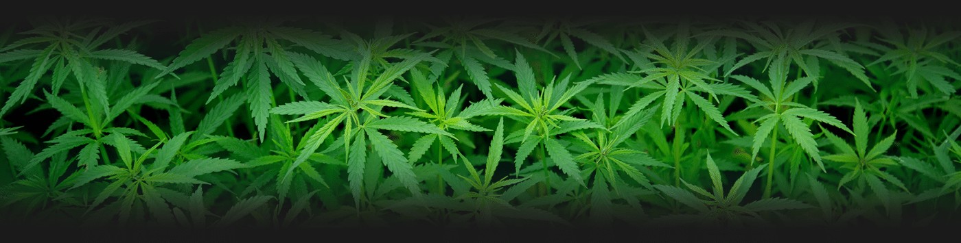 Green Society