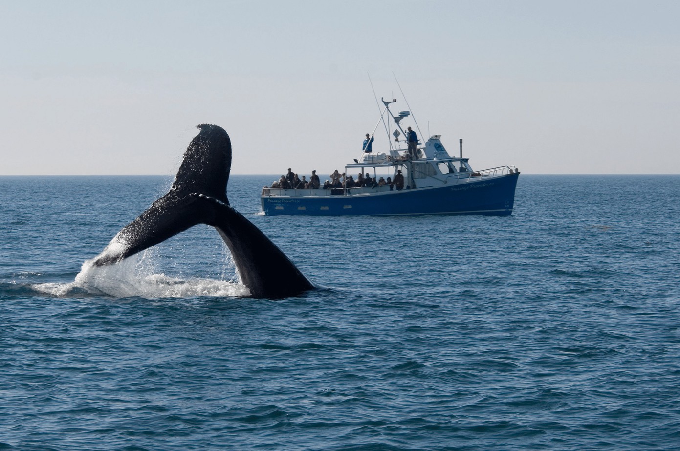 Go on a <b>Whale</b> Watching Adventure in the <b>Bay</b> <b>of</b> <b>Fundy</b>.