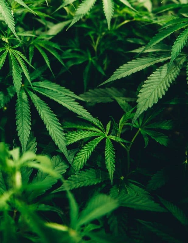 Green Society