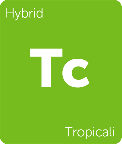 Buy Tropicali Strain Online Green Society