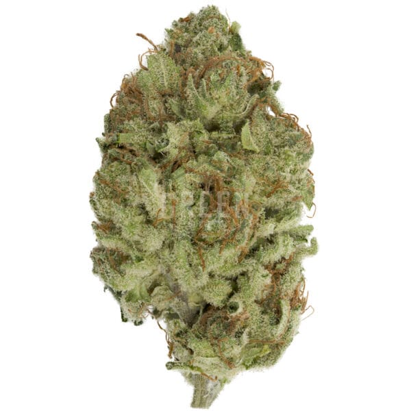 Violator Kush