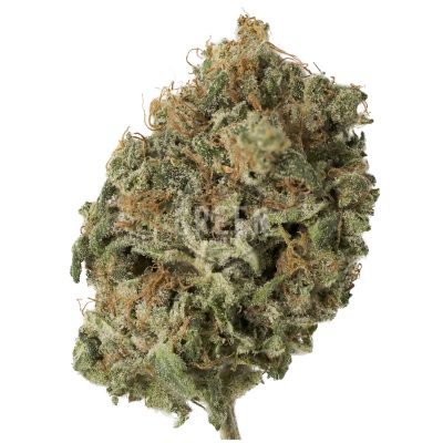 Buy Diesel Dough by Archive Seed Bank Online Canada Green Society