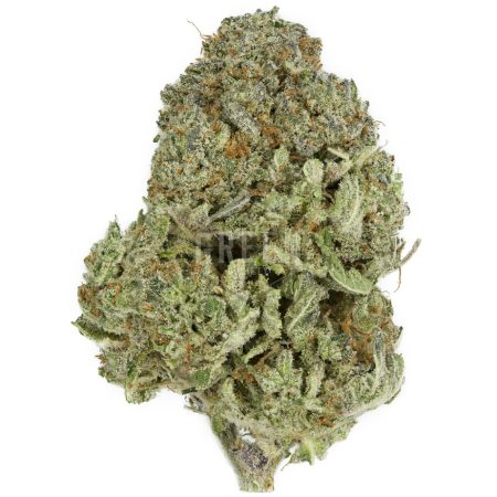 Buy Tropic Thunder Online Canada Green Society