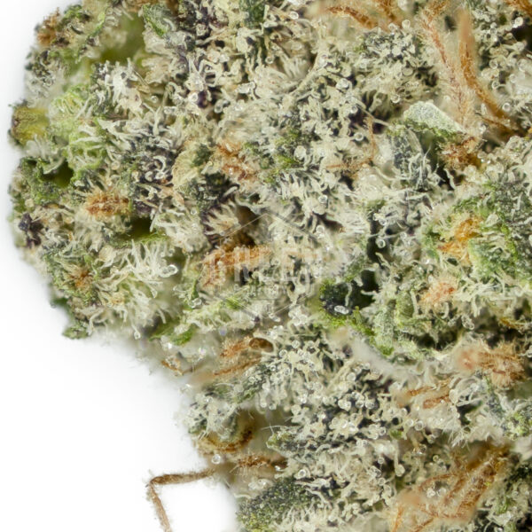 Buy Apollo 11 Strain Online Canada Green Society