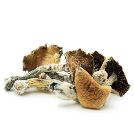 Buy Magic Mushrooms Online Canada Green Society