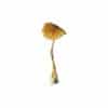 Buy Brazilian Cubensis Mushroom Online Green Society