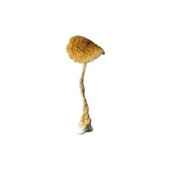 Buy Brazilian Cubensis Mushroom Online Green Society