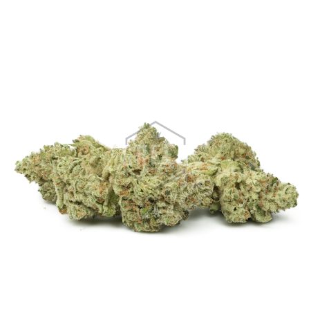 Lemon Meringue by Exotic Genetix