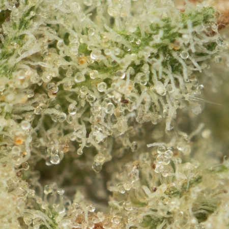 Lemon Meringue by Exotic Genetix