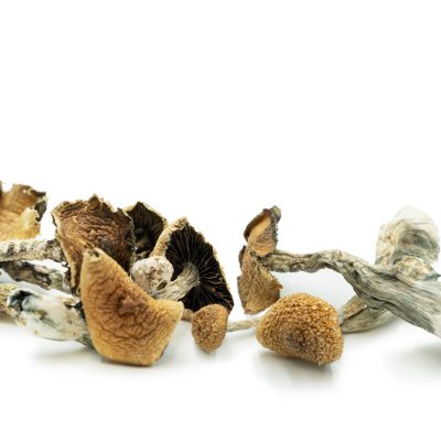 Buy Magic Mushrooms Online Canada Green Society