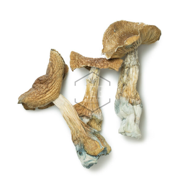 Panaeolus Africanus
