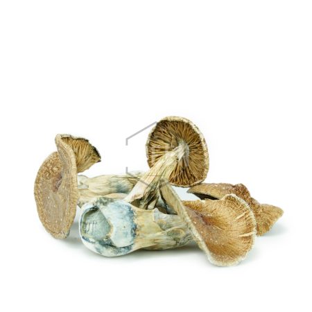 Buy Mushrooms Online Canada Green Society
