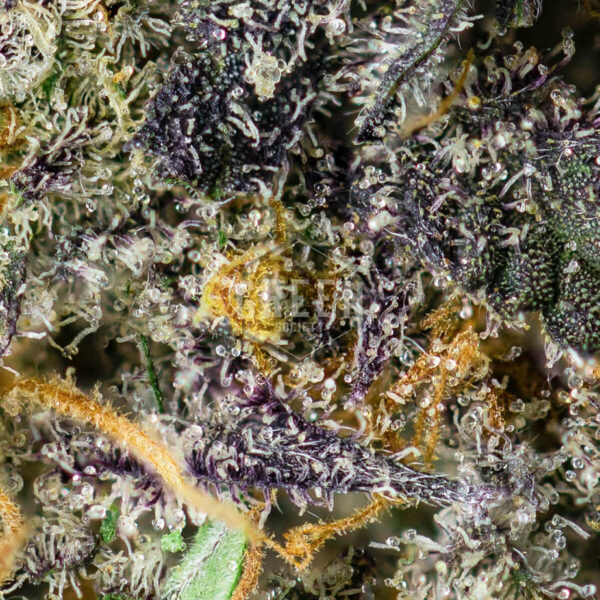 Blue Fuego by Strait A Genetics