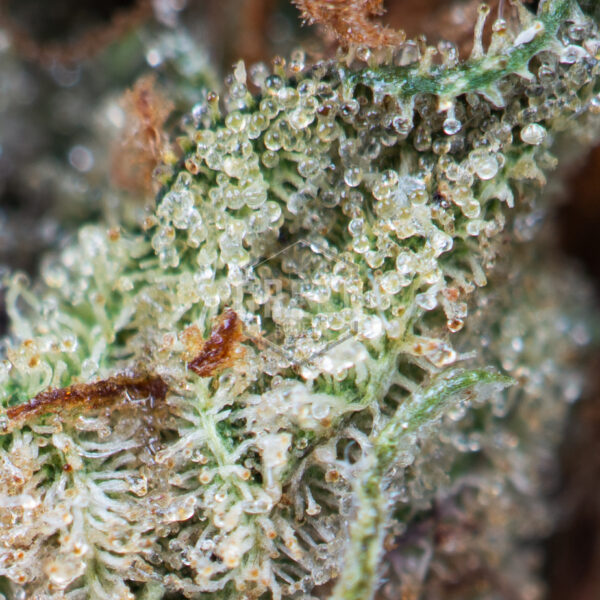 Buy Weed Online Canada Green Society