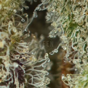 Buy Kush Mints Strain Online Green Society