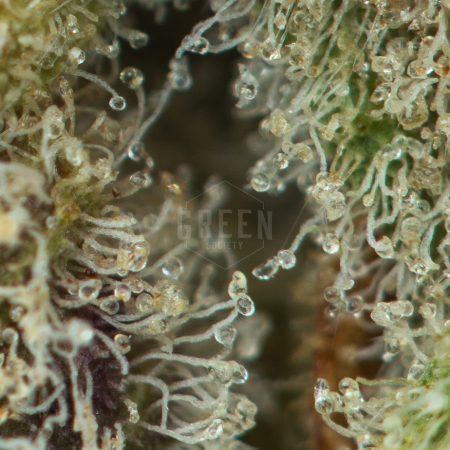 Buy Kush Mints Strain Online Green Society