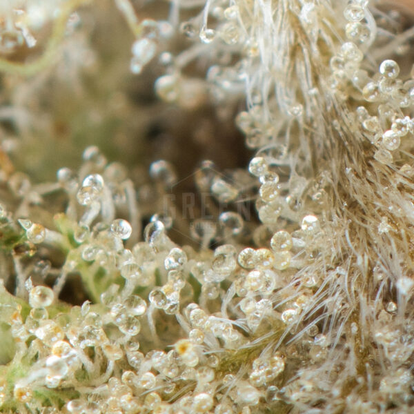 Durban Cookies