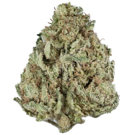 Buy Shark Shock Strain Online Green Society