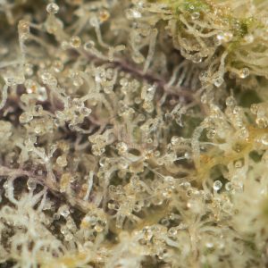 Buy Blueberry Cheesecake Strain Online Green Society