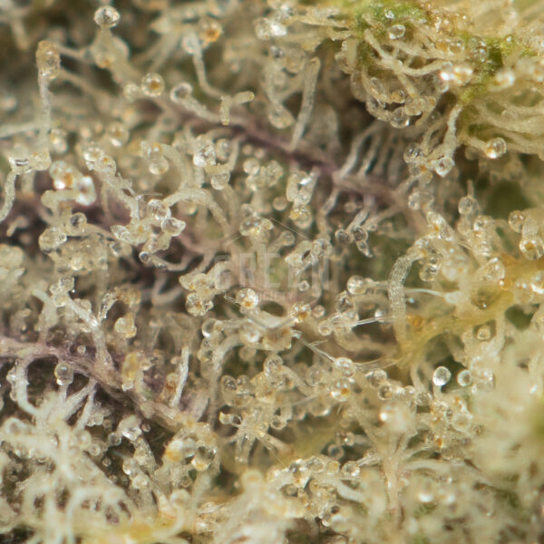 Buy Blueberry Cheesecake Strain Online Green Society