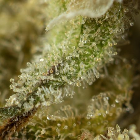 Buy Blueberry Bomb Strain Online Green Society