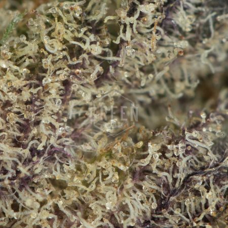 Wedding Crasher by Pluto Craft Cannabis