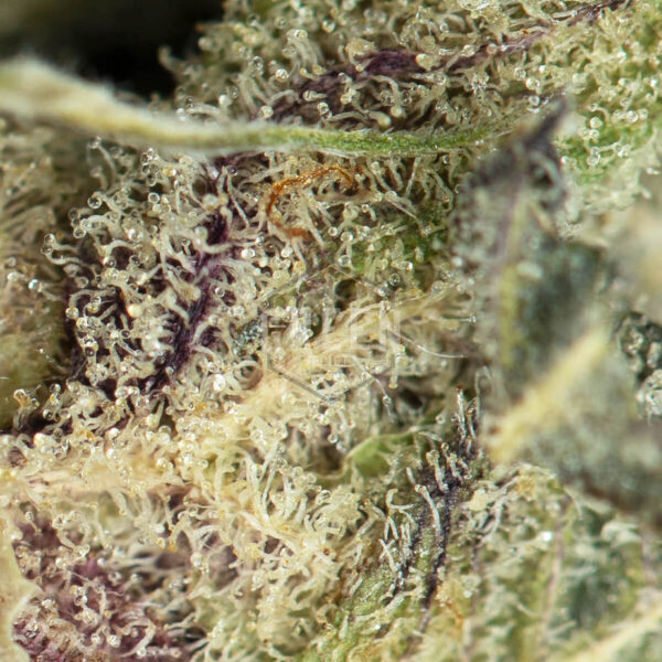 Mendo Breath (Smalls)