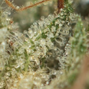 Platinum Cookies by Pluto Craft Cannabis