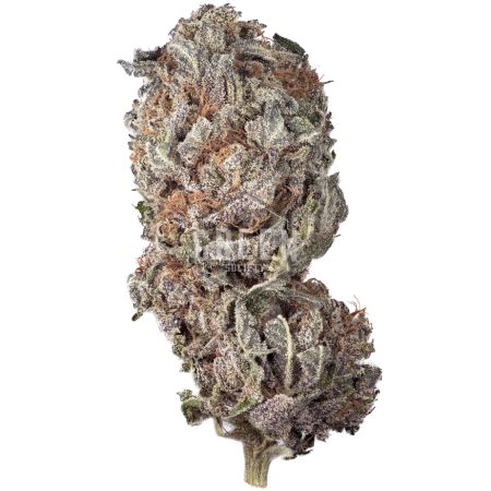 Buy Black Amnesia Haze Online Green Society