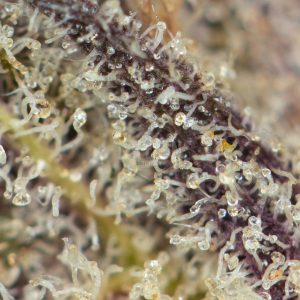 Buy Black Amnesia Haze Online Green Society