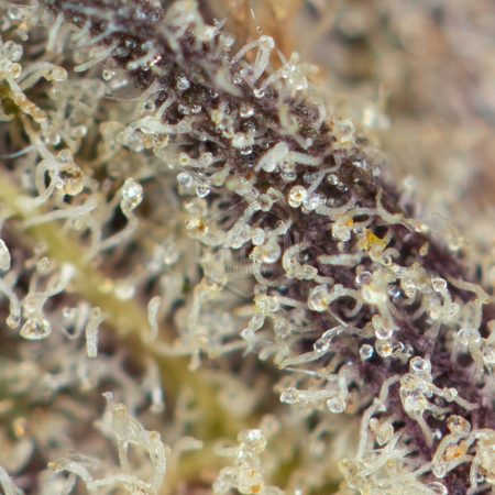 Buy Black Amnesia Haze Online Green Society