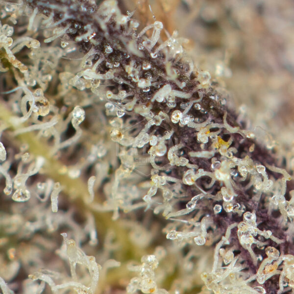 Buy Black Amnesia Haze Online Green Society