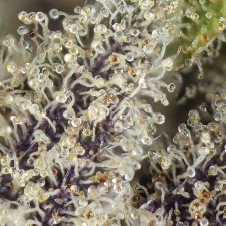 Buy Black Mamba Online Green Society