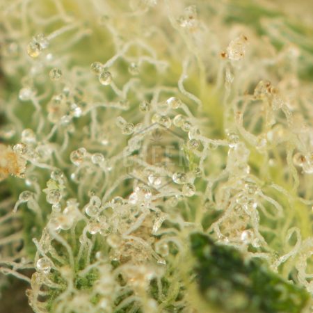 Buy Lemon Stomper Strain Online Green Society