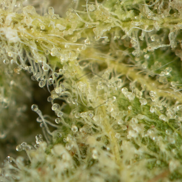 Trainwreck