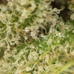 Hash Plant Haze by DNA Genetics