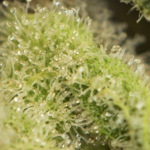 Walter White by Mephisto Genetics