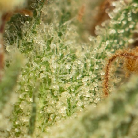 Buy Blue Comatose Strain Online Green Society