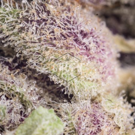 Buy UBC Chemo Online Green Society