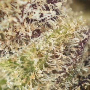 Buy Cowbell Strain Online Green Society
