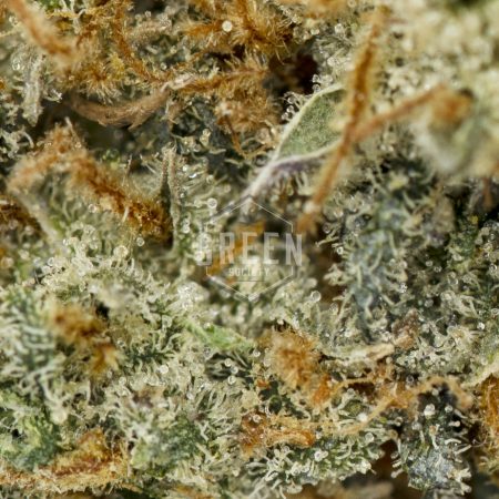 Buy Lemon Thai Strain Online Green Society